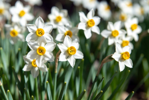 ラッパスイセン